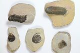 Lot: Assorted Devonian Trilobites - Pieces #119934-1